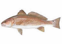 Red drum