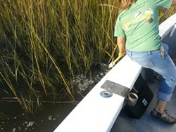 2013 Red drum stocking almost completed