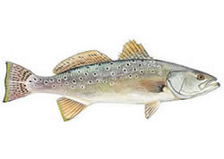 Spotted Seatrout