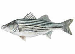 Striped Bass