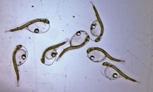 Figure 1. Hatching cobia larvae.