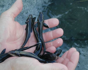Figure 1. Cobia fingerlings produced at the Waddell Mariculture Center.