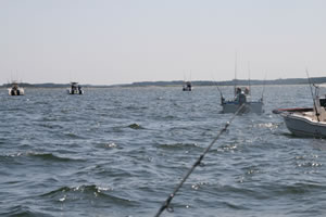 Figure 1.  Every spring, anglers flock to Port Royal Sound to fish for cobia.