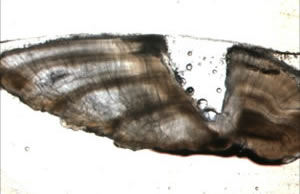 Figure 1. A cobia otolith section where annuli are visible for aging.