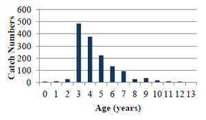 Figure 2. The catch frequency of cobia sampled in South Carolina