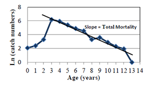 Figure 3. A catch curve with the slope estimating the total mortality rate of cobia.