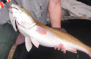 Figure 1. An adult red drum captured by SCDNR personnel.