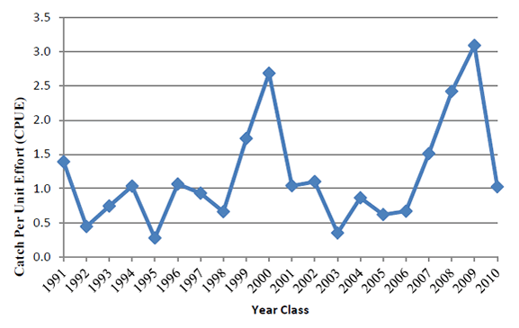 Figure 2. Ashley River index of juvenile red drum abundance, 1991-2010.