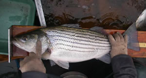 Figure 1. Adult striped bass captured while electrofishing on the Ashley River