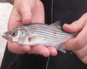 Figure 3. Phase II striped bass.