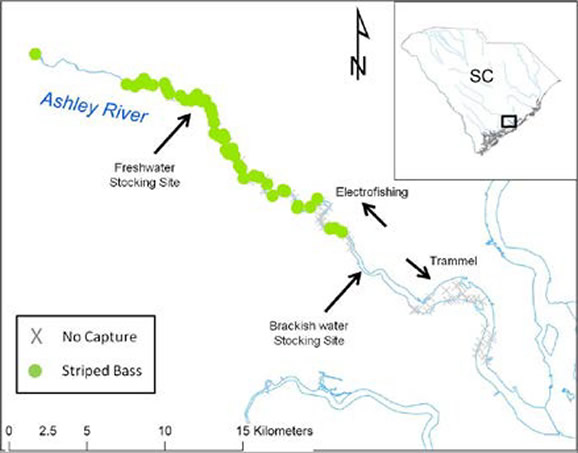 Figure 4. Locations of striped bass captures along the Ashley River.