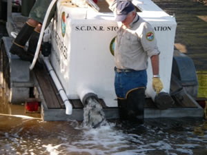 Figure 1. Stocking striped bass in the Santee-Cooper system.