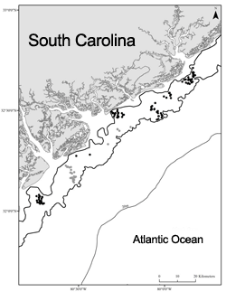 Sea Turtle Region