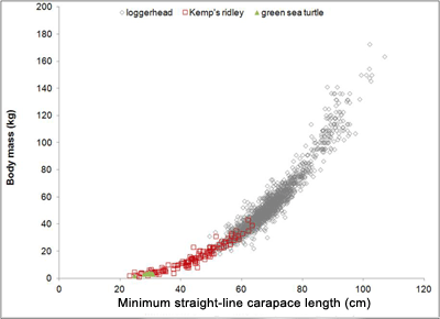 Graph depicting size of shell in regards to body mass