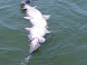 Two catfish “sparring” during spawning season. One has the other in its mouth.