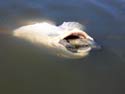 This red drum was found floating dead after it tried to eat a terrapin.