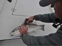 Lair uses the tag gun to insert a t-bar anchor tag into a red drum.