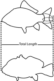 SCDNR - Fish Tagging