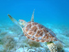 Juvenile green turtle US Virgin Islands - Photo courtesy of DuBose Griffin