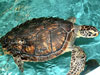  Juvenile green turtle in captivity - Photo courtesy of Barbara Bergwerf