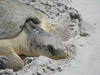 Adult female Kemp's ridley nesting - Photo courtesy of Mary and Phil Schneider