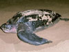 Adult female leatherback turtle - Photo courtesy of Scott Eckert