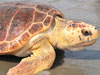 Rehabilitated adult loggerhead - Photo courtesy of Barbara Bergwerf