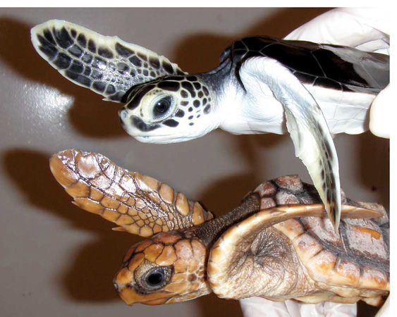SCDNR Marine Turtle Conservation Program scdnr-marine-turtle-conservation-program