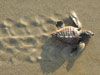 Loggerhead hatchling - Photo courtesy of Barbara Bergwerf