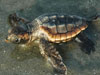 Loggerhead hatchling crawls to the sea - Photo courtesy of Barbara Bergwerf