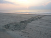 Loggerhead nest on North Island, SC - Photo courtesy of Betsy Brabson