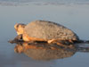 Loggerhead returning to ocean after nesting - Photo courtesy of follyturtles.com, Simeon Carson