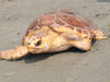 Released loggerhead crawling to ocean - Photo courtesy of Barbara Bergwerf 