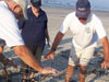  Volunteers protecting nest -  Photo courtesy of Lisa Scarano 