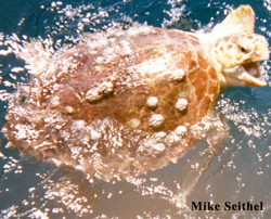 loggerhead sea turtle