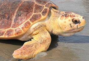 loggerhead sea turtle