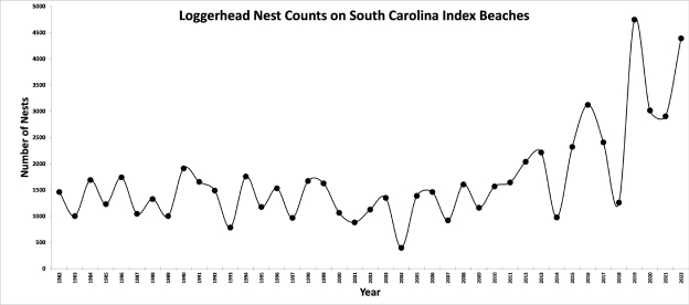 Sc Loggerhead Nesting