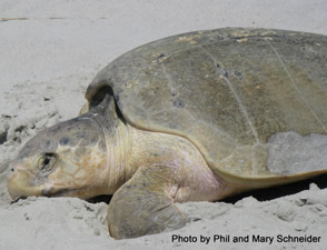 Kemp's Ridley Nest