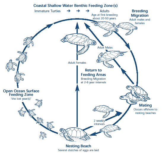 Life cycle of a sea turtle