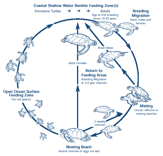 SCDNR - Sea Turtles