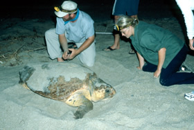 Loggerhead Turtle