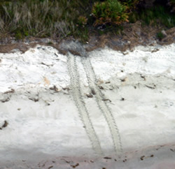 Loggerhead Nest on the Beach