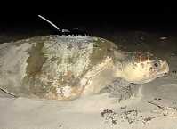 Mating Loggerheads