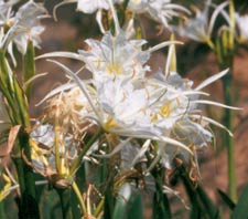 Spider Lily