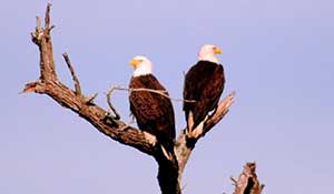 Photo Safari - Bald eagles
