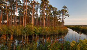 Tom Yawkey Wildlife Center
