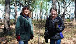 Longleaf Pine on Tom Yawkey Wildlife Center