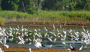 Birds in Tom Yawkey Wildlife Center