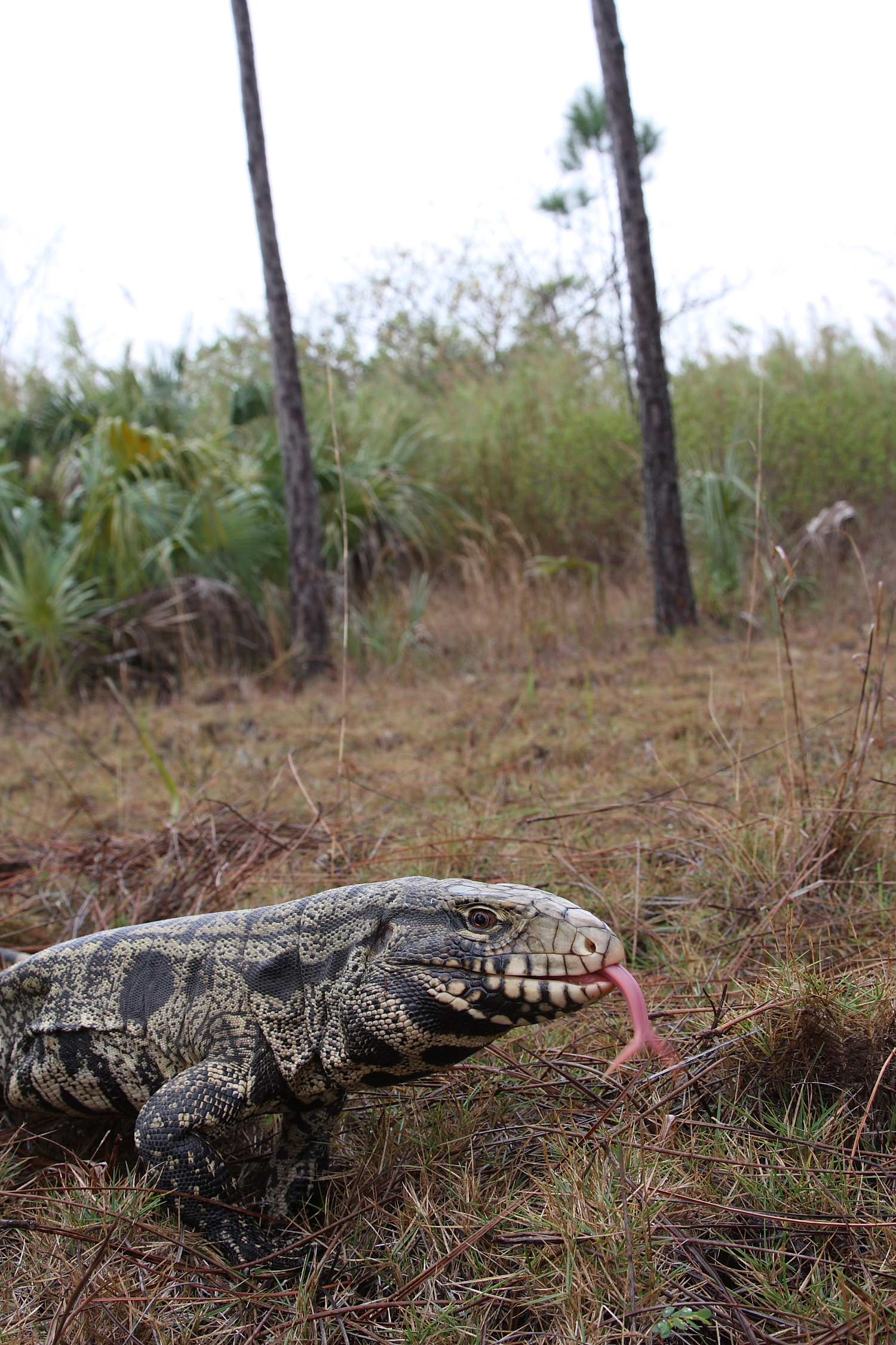 Adult black and white tegu lizard (File Photo by Dustin Smith)