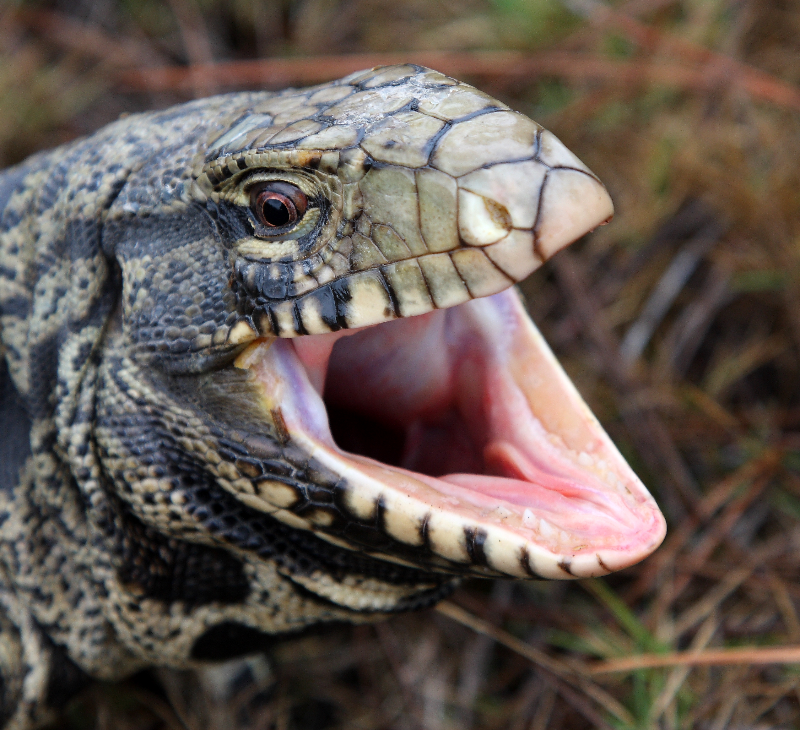 Adult black and white tegu lizard (File Photo by Dustin Smith)